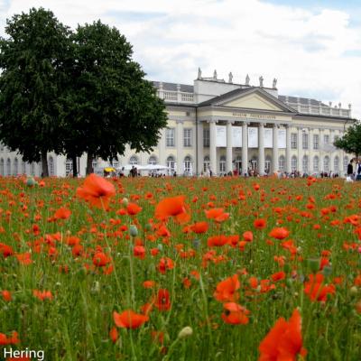 Documenta Kassel Klatschmohnfeld 2007