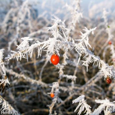 Raureif Auf Dem Teufelsberg Berlin 2007