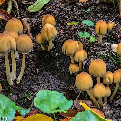 Spandauer Forst Pilze Gifthaublinge An Der Kuhlake