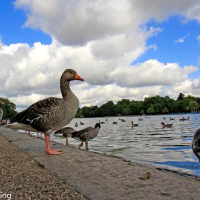 Hyde Park Ganse Am The Serpentine